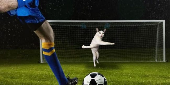 Футбол и котик